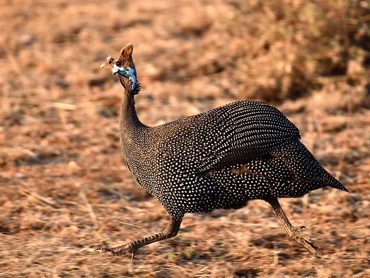 Western Crested Guineafowl